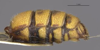 Media type: image;   Entomology 23542 Aspect: abdomen dorsal view